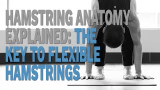 Hamstring Anatomy Explained The Key to Flexible Hamstrings [upl. by Atinyl322]