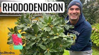 Cómo LLENAR TU JARDÍN DE FLORES con estos CUIDADOS PARA RHODODENDRON descúbrelo aquí  en20metros [upl. by Hunsinger563]