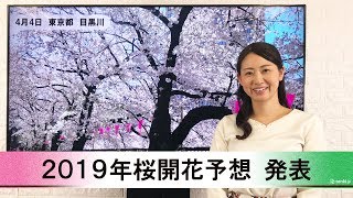 【動画で解説】日本気象協会から「第7回 2019年桜開花予想」発表！ [upl. by Nyrat]