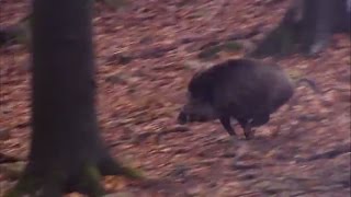 Driven wild boar hunting in Europe  Every hunters dream  Ultimate Hunting [upl. by Ancel]