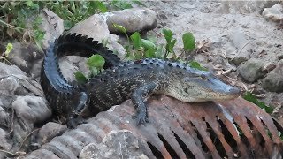 Alligator Crawls Over Rusty Culvert Pipe [upl. by Yttisahc901]