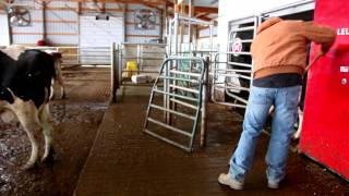 A Day on the Farm  Cleaning the Cow Barn [upl. by Aarika883]