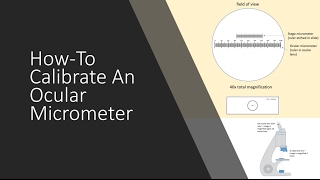 Calibration of Microscopic Ocular Micrometer [upl. by Nirrak69]