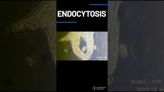 What is endocytosis process [upl. by Enyawud513]