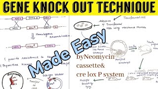 Gene Knock Out Technique Neomycin cassette  Cre Lox P system 🤩🤩 [upl. by Osanna]