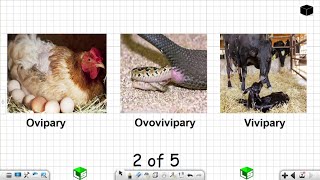 Life Sciences Grade 12 Ovipary Ovovivipary Vivipary Reproduction in Vertebrates Part 2 of 5 [upl. by Ammamaria994]