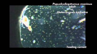 Zooplankton feeding copepod adults and larvae nauplii eating various phytoplankton [upl. by Kenay]