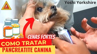 Como tratar a PANCREATITE CANINA  relato de caso [upl. by Hcire149]