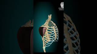 Deep Dive into Deltoid Muscle 3D Anatomy and Functions [upl. by Earal]