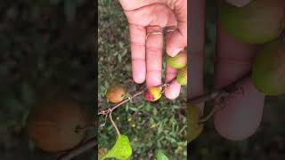 Apple ber coming smoothie fruitcrops fruit friut tropicalfruit farming nature fruit [upl. by Atinram380]