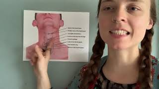 Laryngeal Massage for MTD muscle tension dysphonia [upl. by Recneps]