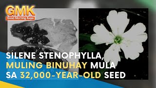 Russian Scientists Successfully Regenerated a Silene Stenophylla Plant from a 32000YearOld Seed [upl. by Asirrak]