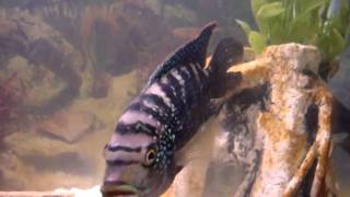 Jack Dempsey Cichlids  Male or Female [upl. by Acinoev716]