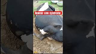 Symptoms of downer cow syndrome l dr Umar khan [upl. by Silver596]