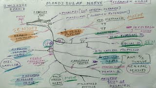 Trigeminal Nerve 4 Mandibular Division Diagram  TCML [upl. by Adleremse]