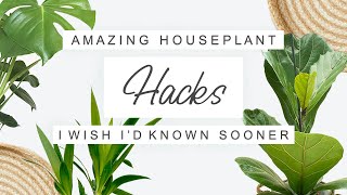 House Plant Care Tips For Beginners 🌿 Tips and Tricks For Indoor Plants 🌿 [upl. by Marena52]