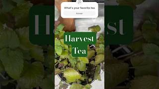 How to Harvest tea leaves  Plant 101 plants garden life [upl. by Ais]