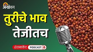 Cotton Soybean Market कापूस बाजारभाव सोयाबीन भाव कांदा बाजार तूर दर  Agrowon  ॲग्रोवन [upl. by Eetsirhc693]