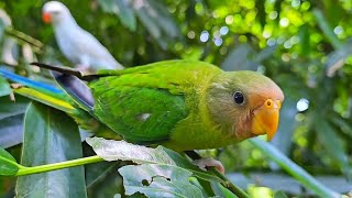 Plum Headed Parrot Sounds  Voices [upl. by Eirehc455]