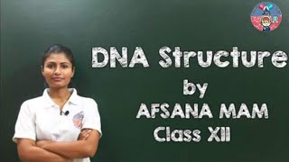 DNA Structure and its Composition Class 12 CBSE Biology [upl. by Cleland]