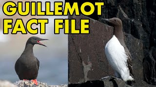 Guillemots Fact File British Wildlife Facts [upl. by Vijar]