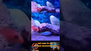 🤩💖 Haps e Mbuna del Malawi cichlidream cichlid malawicichlids ciclidiafricani mbuna fish [upl. by Nosa289]