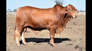 Central Reds Droughtmaster Sale 2024  Lot 23 [upl. by Gelhar]