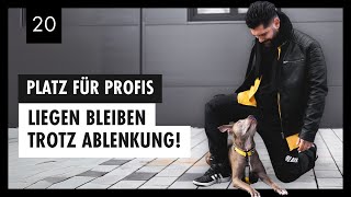 PlatzTraining Für PROFIS So Bleibt Dein Hund Trotz Reizablenkungen Ruhig amp Entspannt  Tag 20 [upl. by Atiram]