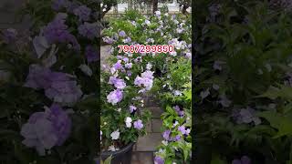 brunfelsia leafgarden yesterdaytodaytomorrow 2 plants 199rs [upl. by Novanod]