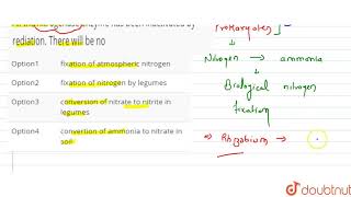 All the nitrogenase enzyme has been inactivated by rediation There will be no [upl. by Fritts619]