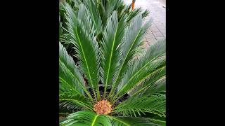 Symmetry in Nature Sago Palm Cycas Pectinata youtubeshorts shortsvideo shortsyoutube [upl. by Nahamas]