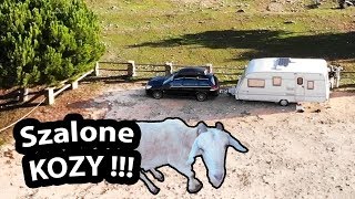 Przyczepa na Wolności i Szalone KOZY   Zmieniamy Camping Vlog 240 [upl. by Corbie546]