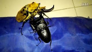 Megasoma elephas vs Dorcus titanus palawanicus [upl. by Ffirahs]