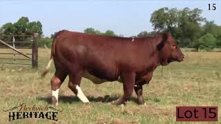 Heritage Fleckvieh Sale  September 23 2023 [upl. by Geis]