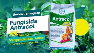 Manfaat Dan Keunggulan Fungisida Antracol 70 WP [upl. by Yacov316]