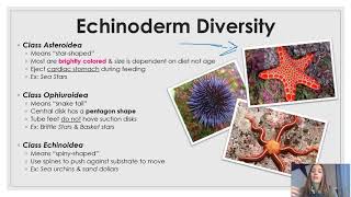 Phylum Echinodermata updated [upl. by Bob]