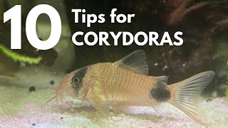 Top 10 TIPS for keeping CORYDORAS Breeding Diet Habitat and More [upl. by Starlin]