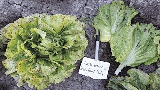 ⟹ Variegata di Castelfranco Chicory  Cichorium intybus  Vegetable Review [upl. by Cantone981]