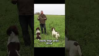 Do You Struggle To Keep Your Spaniel Under Control Watch This springerspaniel dogtrainer dogs [upl. by Savinirs]