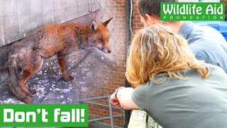 Fox RESCUED from TERRIFYING drop [upl. by Ecadnac626]