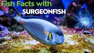 The Fascinating World of Surgeonfish A Short Documentary [upl. by Aicak106]