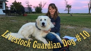 Livestock Guardian Dog Series  quotThe Barkingquot [upl. by Nnyroc417]