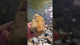 James Found A Beautiful Stromatolite Fossil riverrocks fossils [upl. by Nigen]