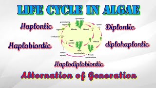 Life cycle of algae  Alternation of generation  Life cycle of Ulva [upl. by Kutzenco]