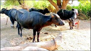 Buffaloes at home and digest grass [upl. by Valma]