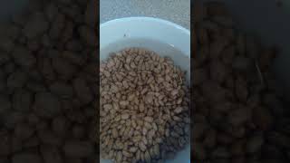 3 Pinto Beans are healthy for you😀 [upl. by Jeffrey]