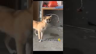 A very smart dog🤣 dog [upl. by Vidovic]