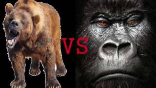 Silverback Gorilla VS Grizzly Bear [upl. by Billye]