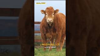 ANGUS SHAROLLE LIMUZIN SIMMENTAL Zo‘rini tanlang [upl. by Bradford490]