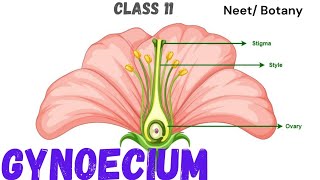 NEET MORPHOLOGY OF FLOWERING PLANTS  GYNOCEIUM  CLASS 11 neet ncert youtube youtubeshorts [upl. by Adaminah836]